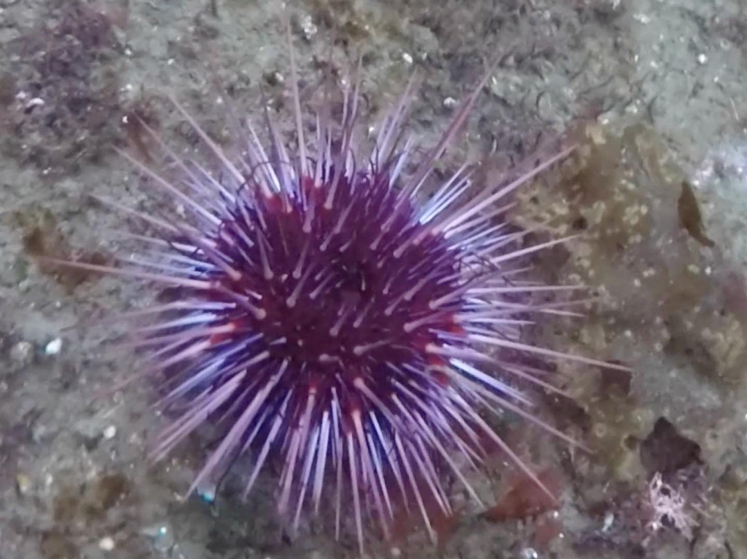 Nanaimo Dive Outfitters-纳奈莫必去景点