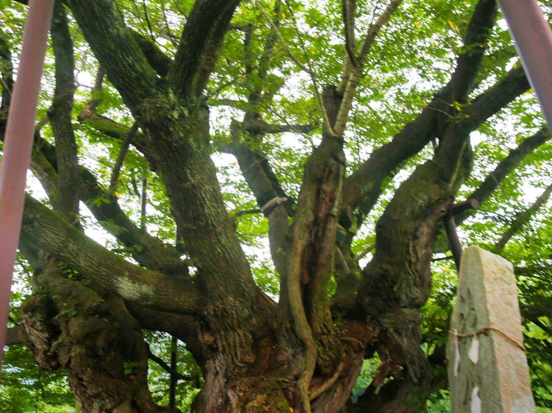 Jindaizakura of Suzakura Shrine-长野县必去景点