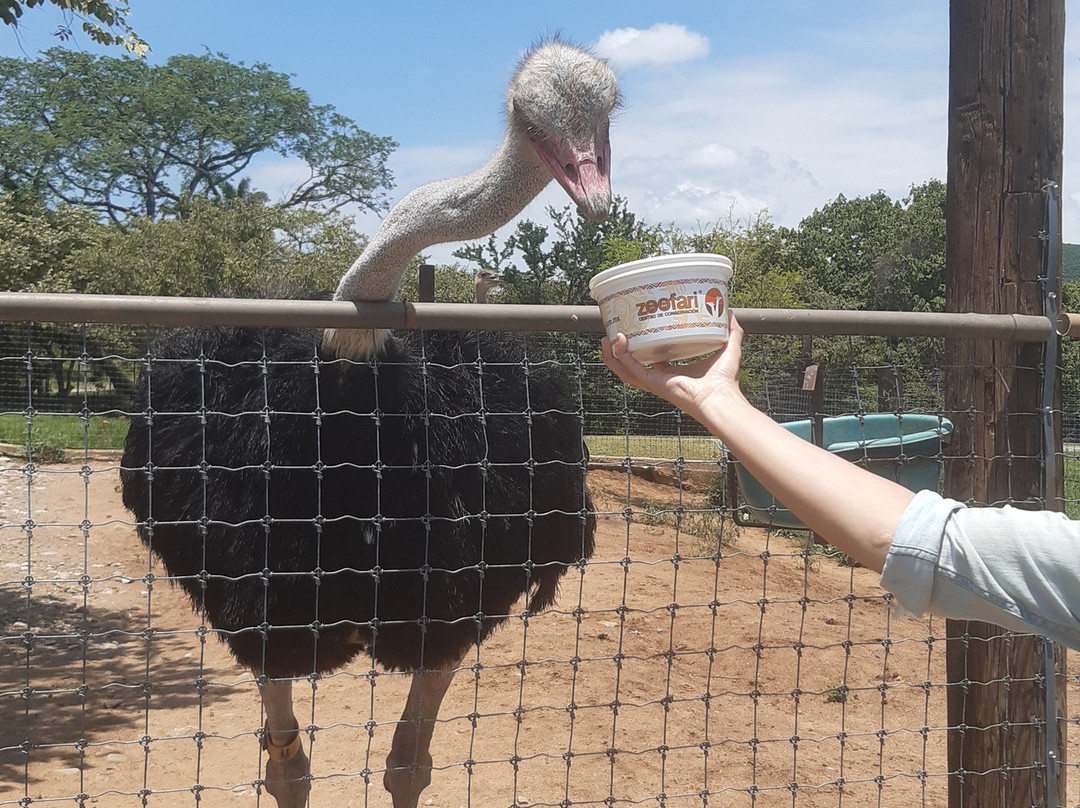 Zoofari-Amacuzac必去景点