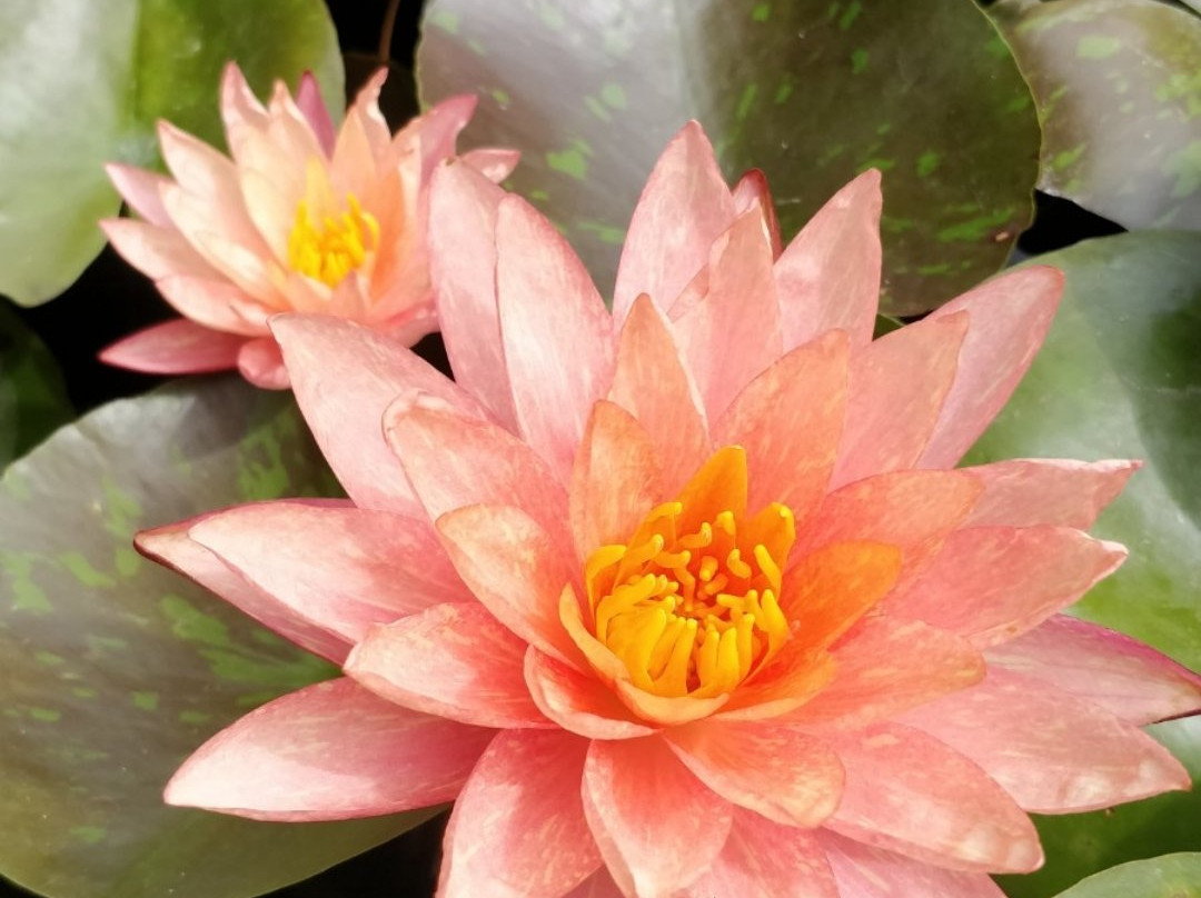 Jardin Aquatique Aux Fleurs de l'Eau景点图片