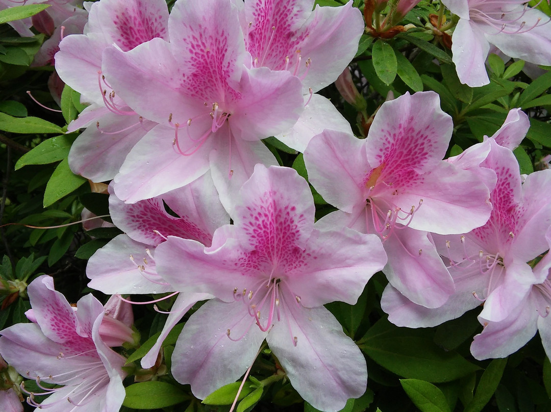 Azalea Trail景点图片