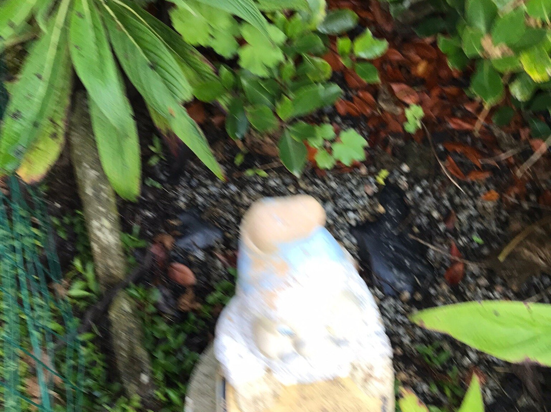 Jardin du Vaëré景点图片