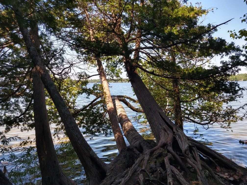 Bass Lake Provincial Park景点图片