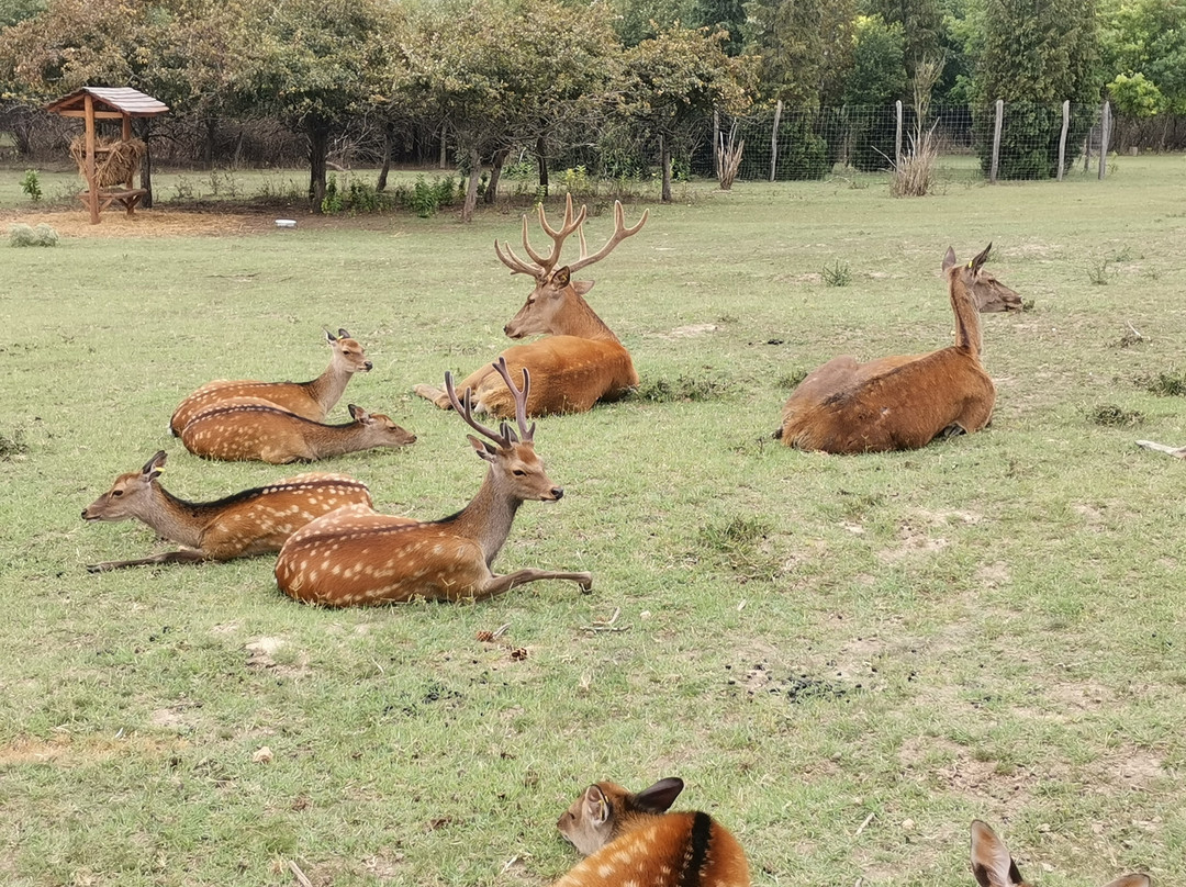 Pakozdi-Sukoro Arboretum and Wildlife Park景点图片