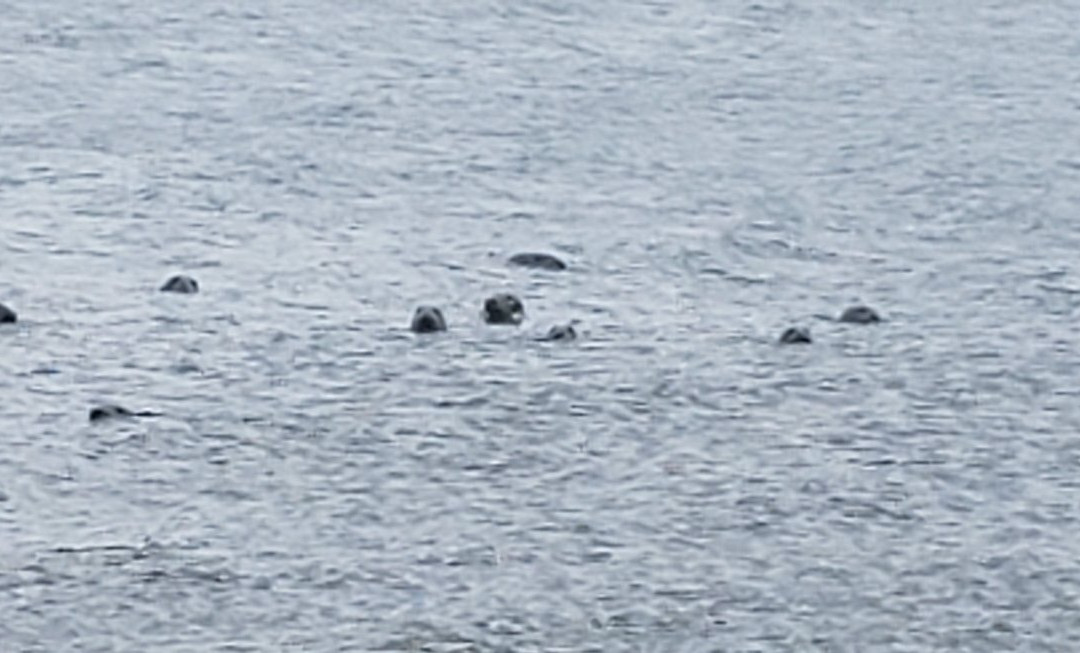 Seal Cove景点图片