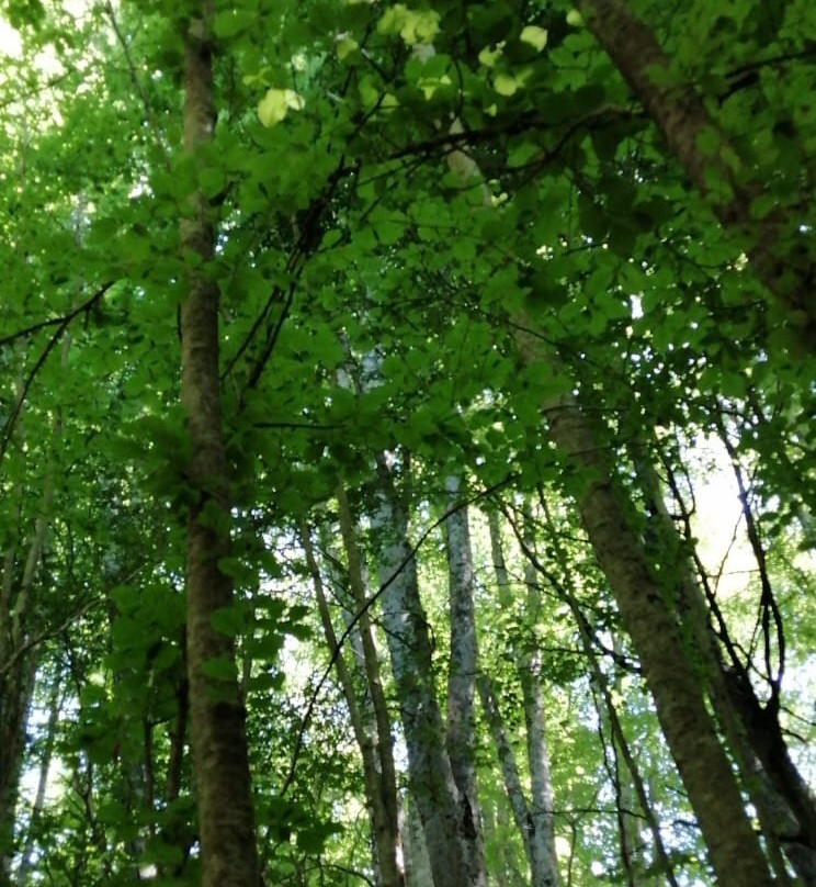 Faggeta di Condrò (with Area Picnic)-Serrastretta必去景点