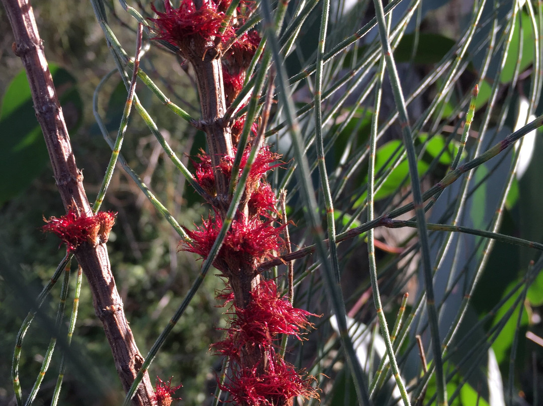 Port Campbell Scenic Lookout-坎贝尔港必去景点