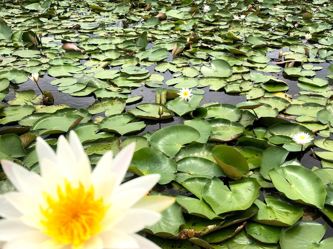 Master Gator Airboat Tours of Palm Beach County景点图片