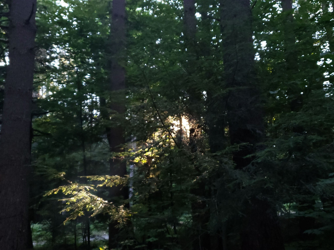 Granville State Forest景点图片