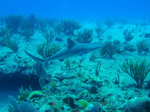 Dive Safaris-辛普森湾必去景点