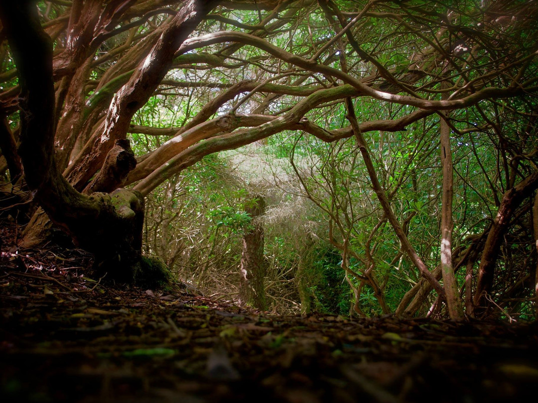 Woodland Faerie Trail景点图片