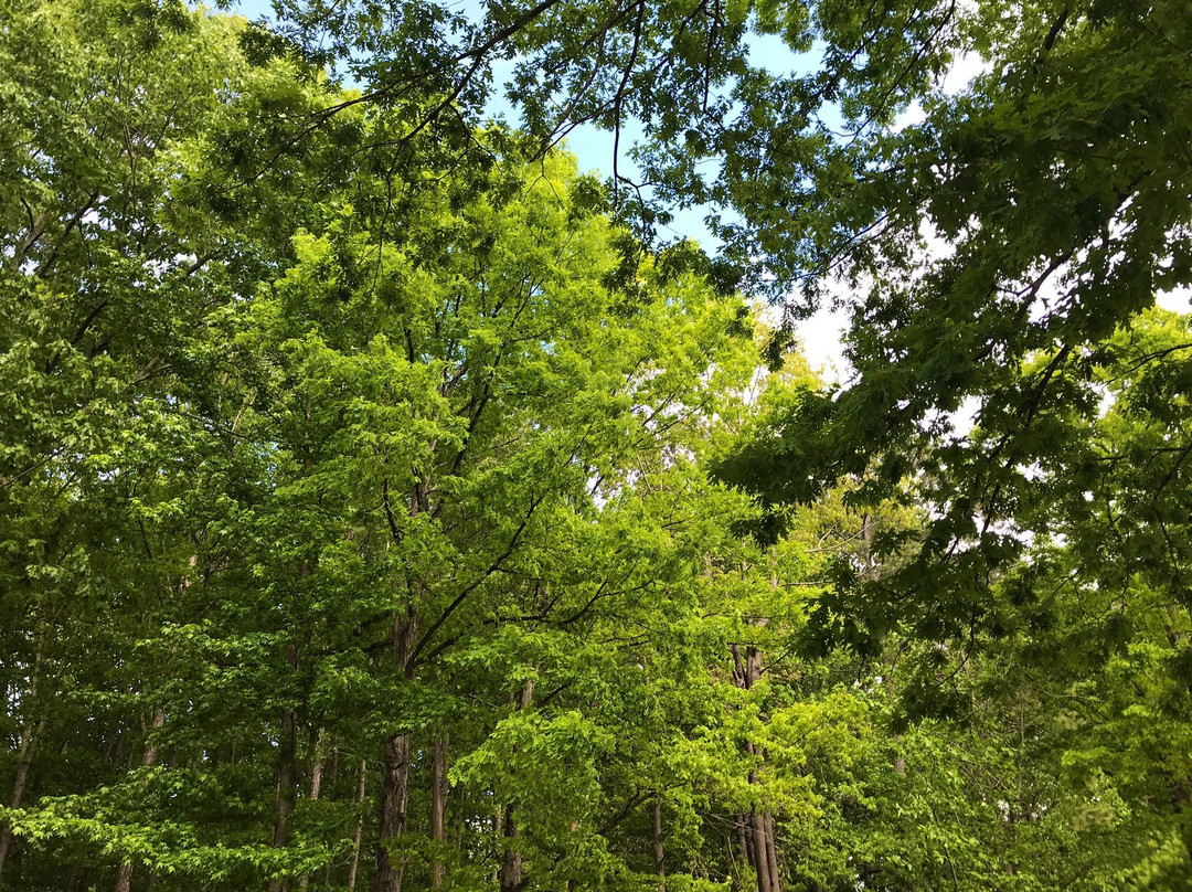 Murphey Candler Park