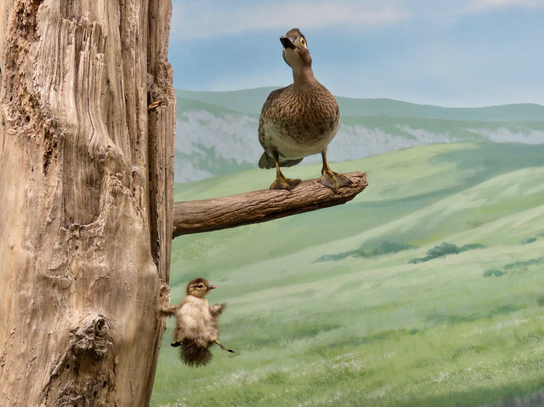 Blain County Wildlife Museum-Chinook必去景点