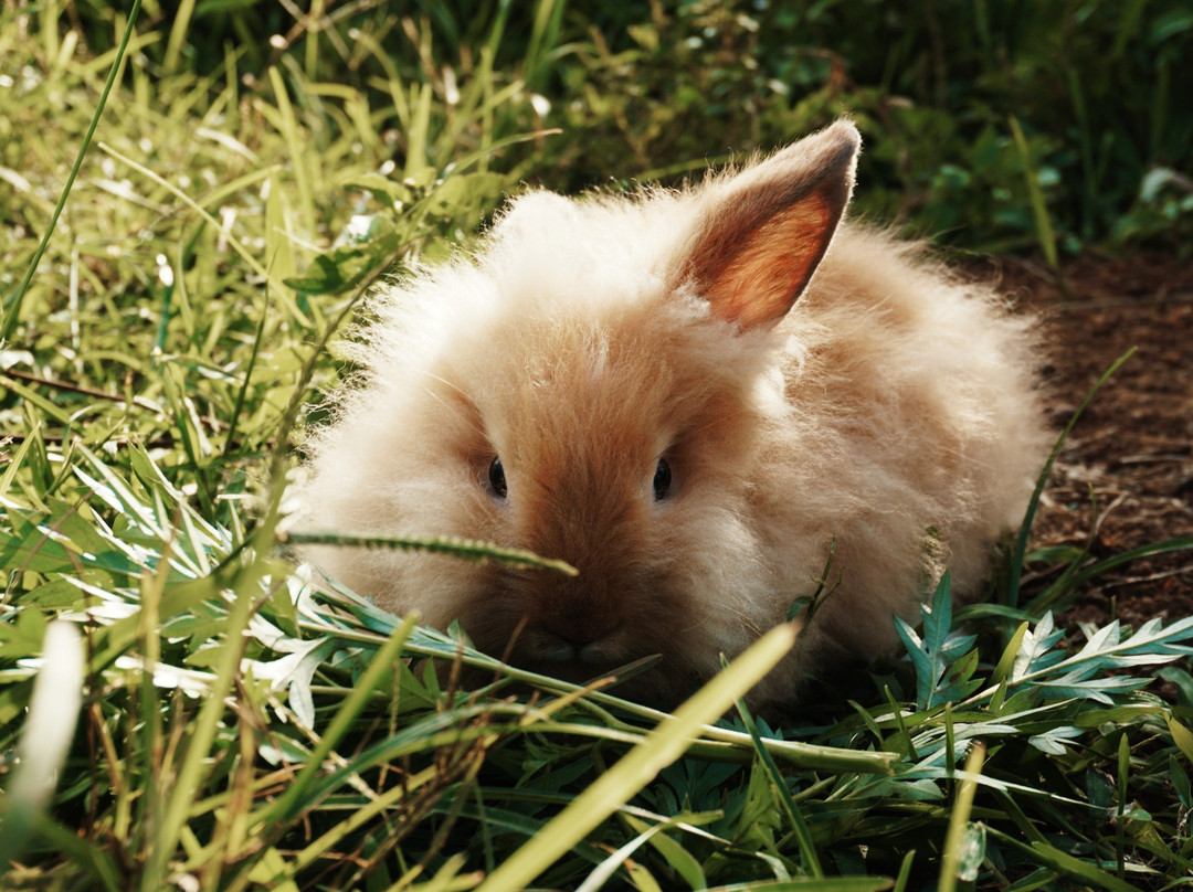 Rabbiton by Shekinah Farm-拜斯市必去景点
