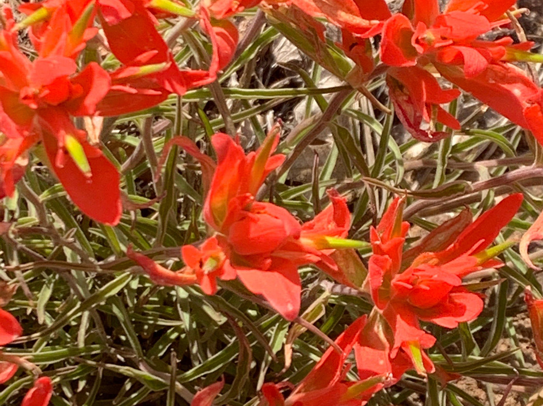 Bill Williams Mountain-威廉姆斯必去景点