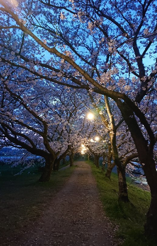 Sakura Trees along Nagare River-浮羽市必去景点