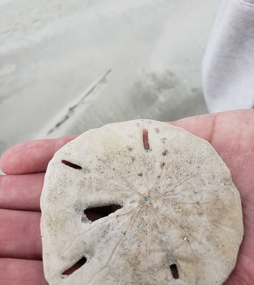 Glass Bottom Kayak Tours-美特尔海滩必去景点