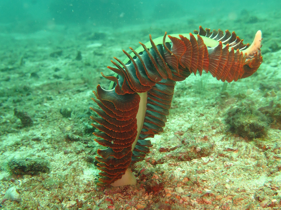 Adventure Divers Lombok-Kuta必去景点