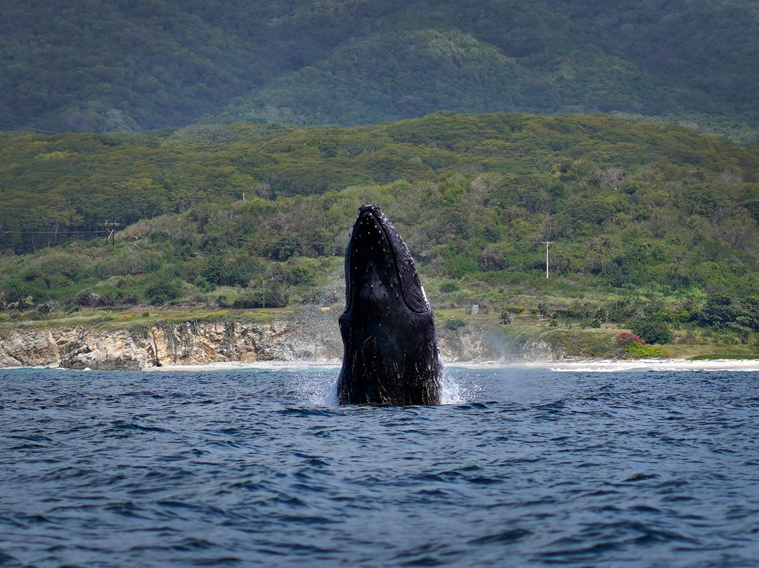 Ocean Friendly Whale Watching Tours景点图片