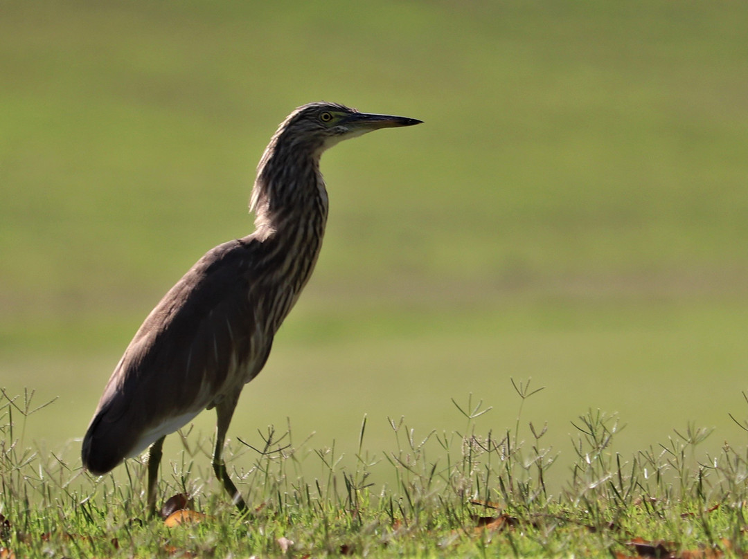 Kensville Golf Resort主图