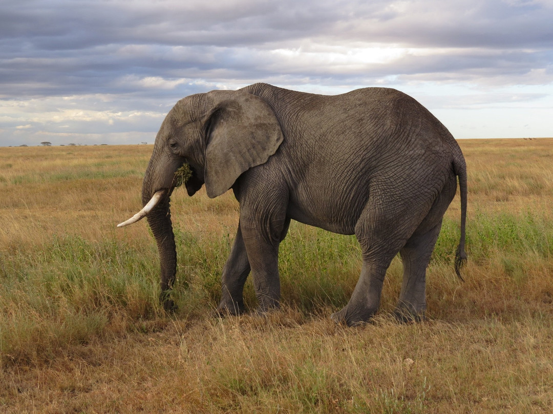 Beauty Safari Experience-姆万扎必去景点