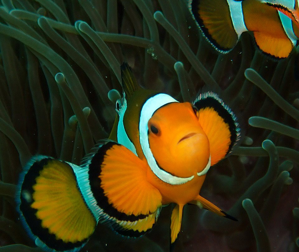 皮皮岛浮潜-大皮皮岛必去景点