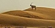 迪拜沙漠保护区景点图片