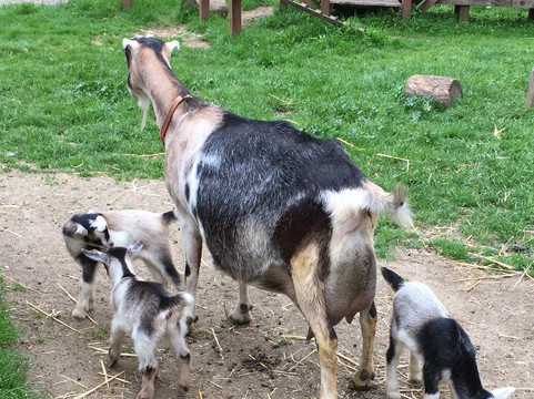 圣安东尼奥县农场公园-库柏蒂诺必去景点