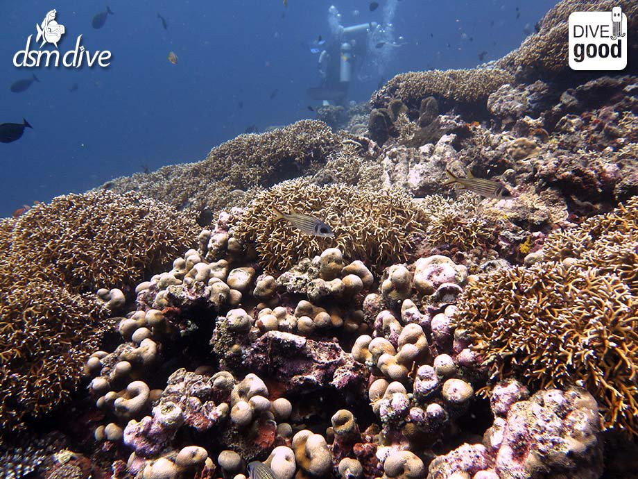 DSM Dive - Lombok-Senggigi必去景点