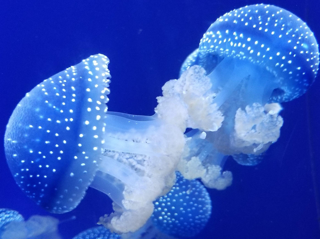 Steve 'Deadpool' Grewell-坦帕必去景点