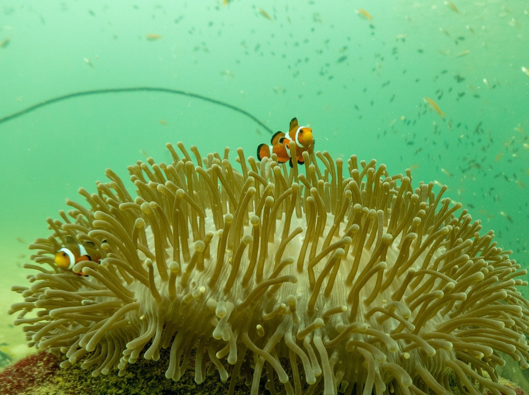 scuba duckling langkawi景点图片