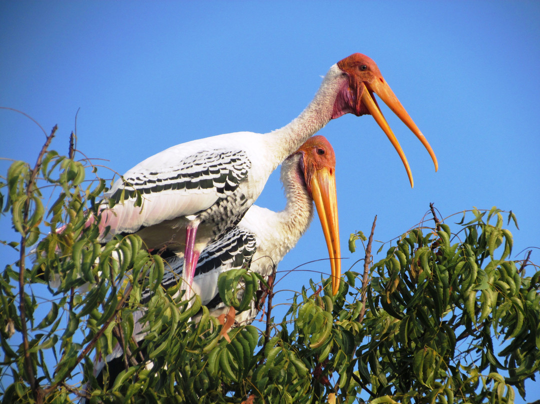 Koonthankulam Bird Sanctuary景点图片