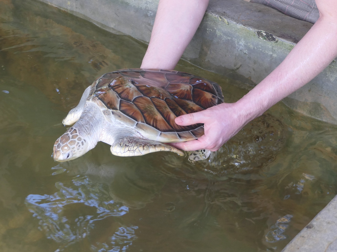 海龟保护协会景点图片