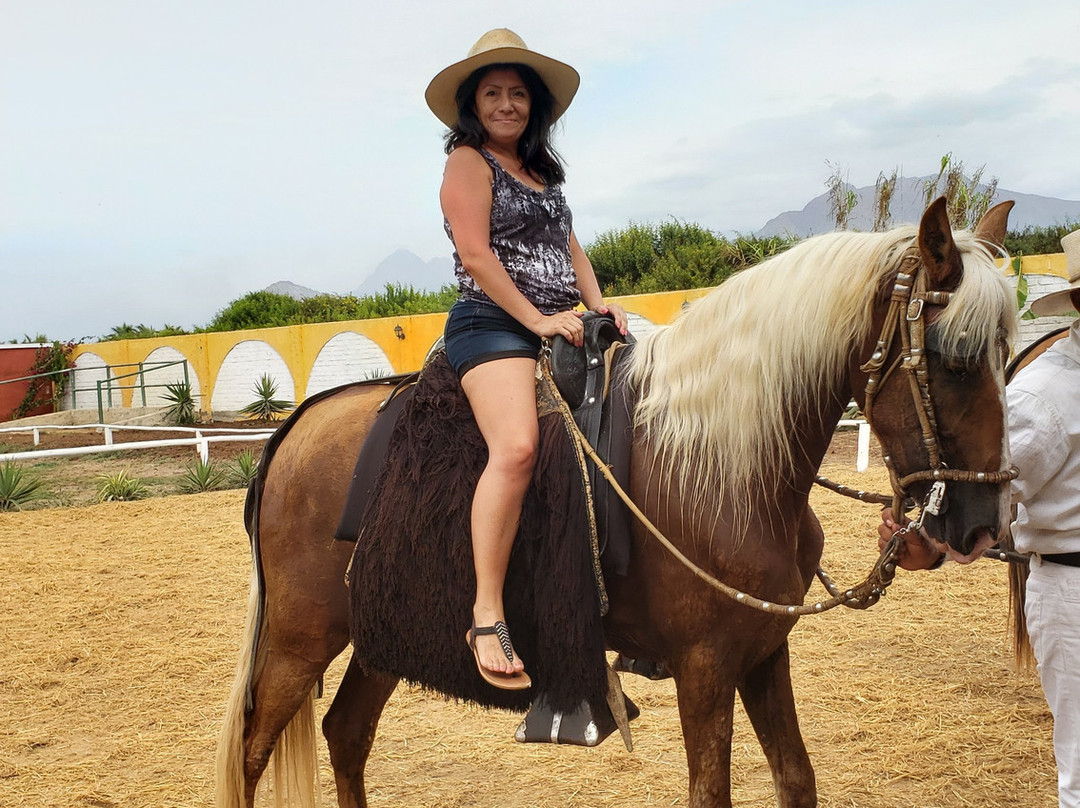 Caballos Peruanos De Paso-特鲁希略必去景点
