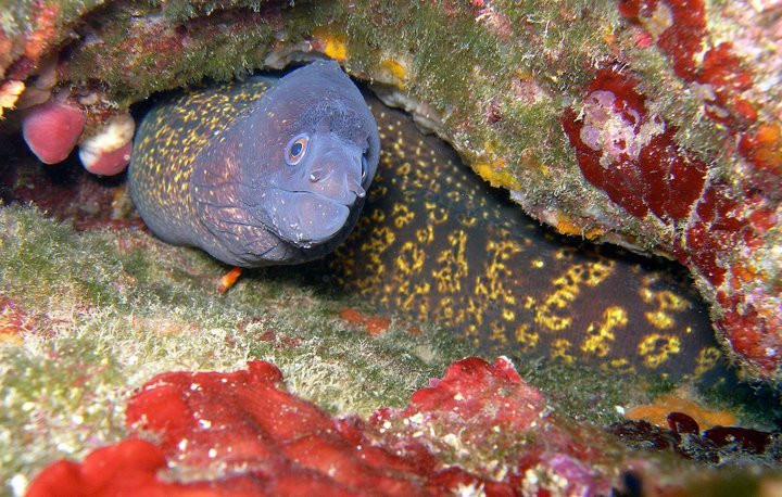 Passion Scuba Diving-圣洛朗迪瓦尔必去景点