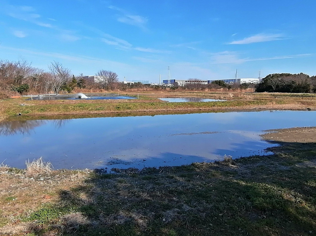 Gyotoku Birdwatching Facility景点图片