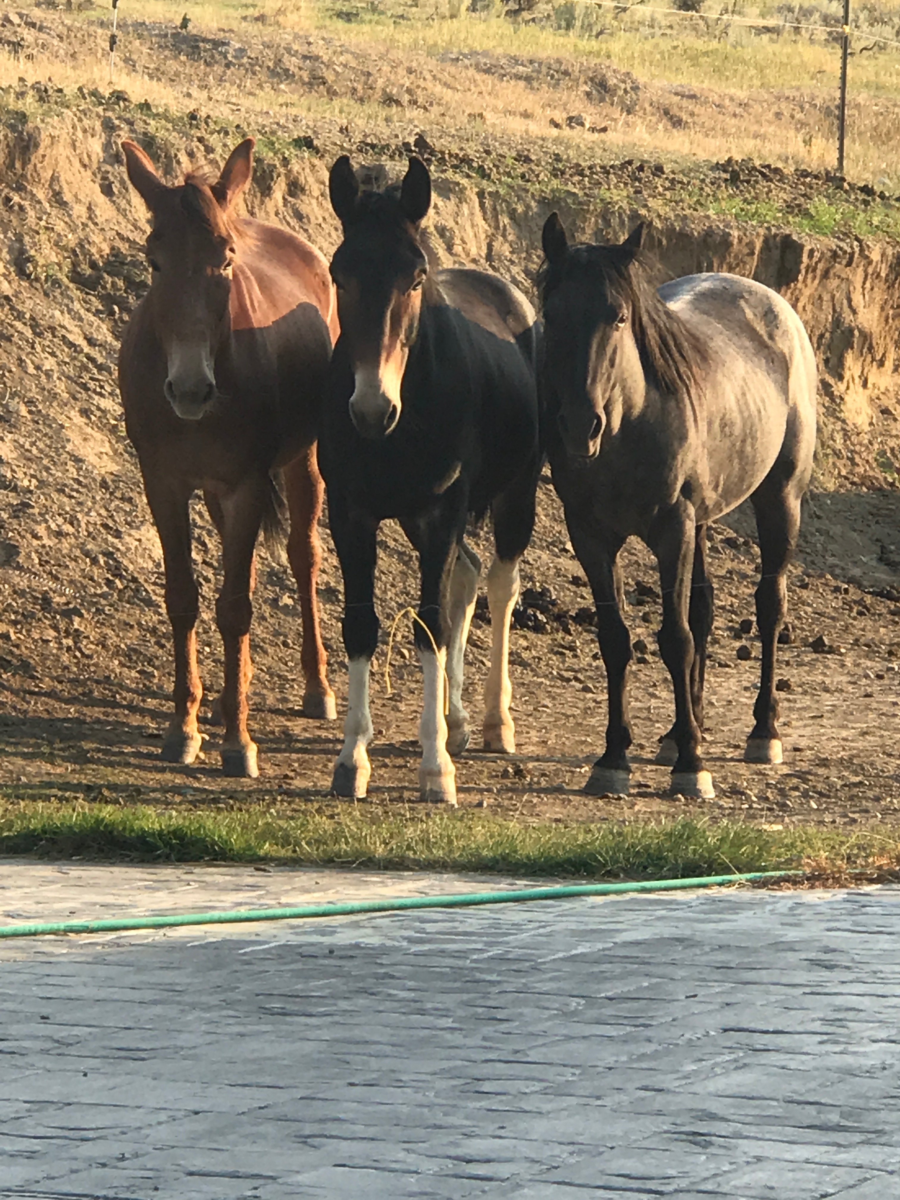 4 Bears bed and breakfast-官方