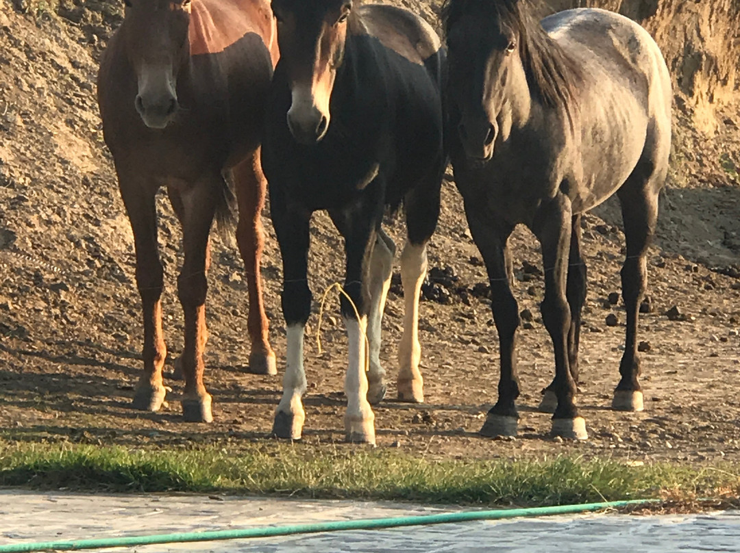 4 Bears bed and breakfast主图
