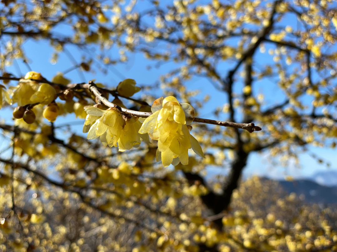 Hodosan Pulm Garden-长瀞町必去景点