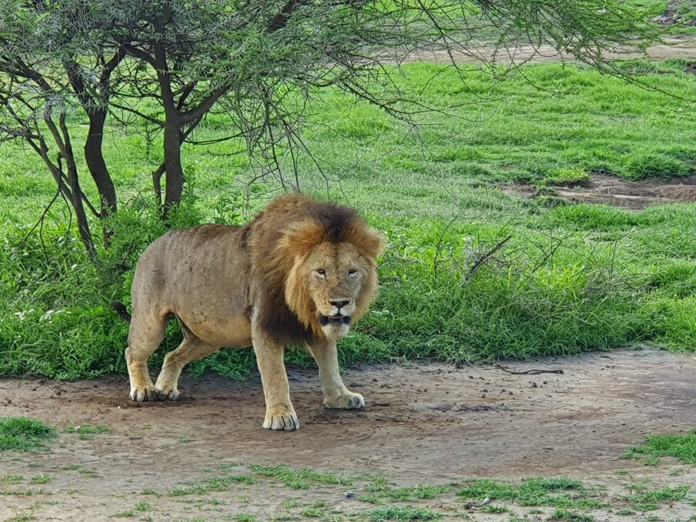 Africa Mollel Safaris-阿鲁沙必去景点
