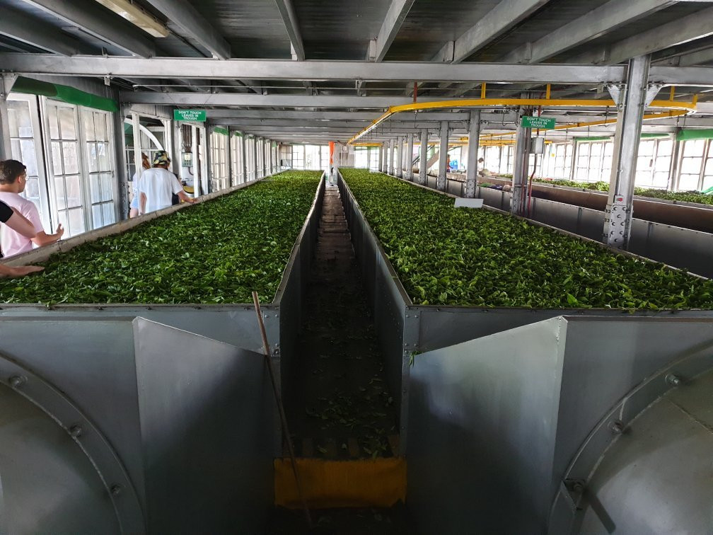 麦克伍兹茶工场-奴娃拉伊利雅必去景点