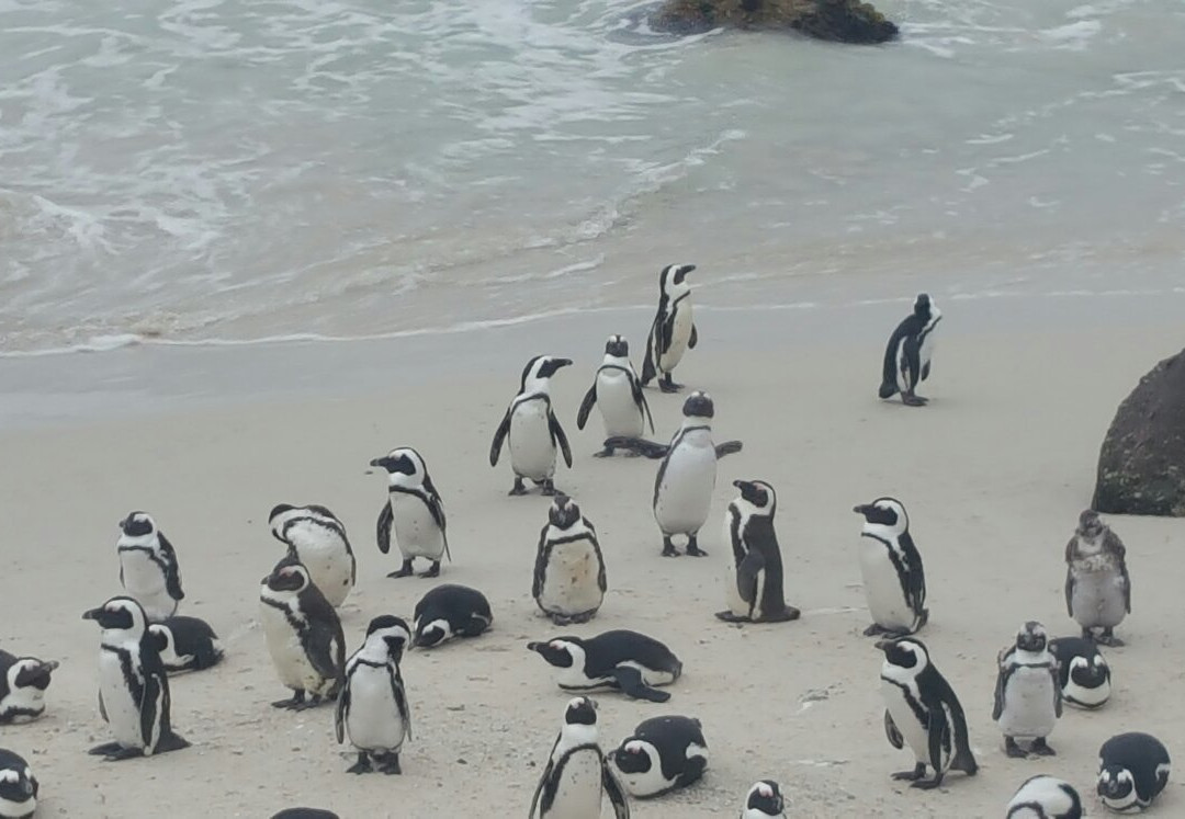 Tsamburu   Africa  travel-开普敦中心区必去景点