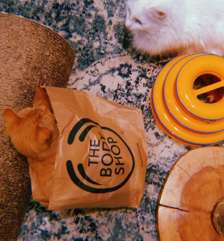 Cats City景点图片