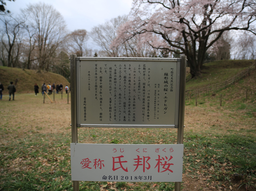 Hachigata Castle Park-寄居町必去景点