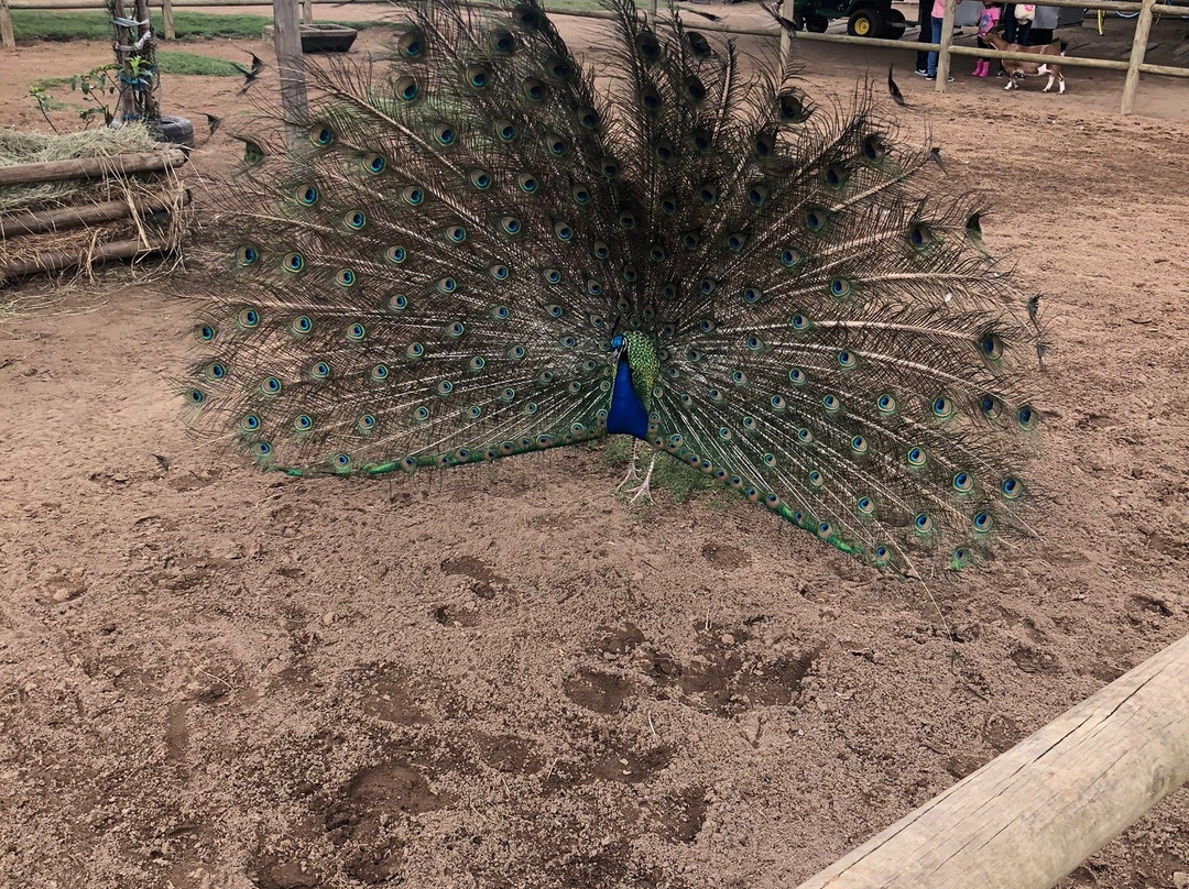 Flag Animal Farm-塩石必去景点