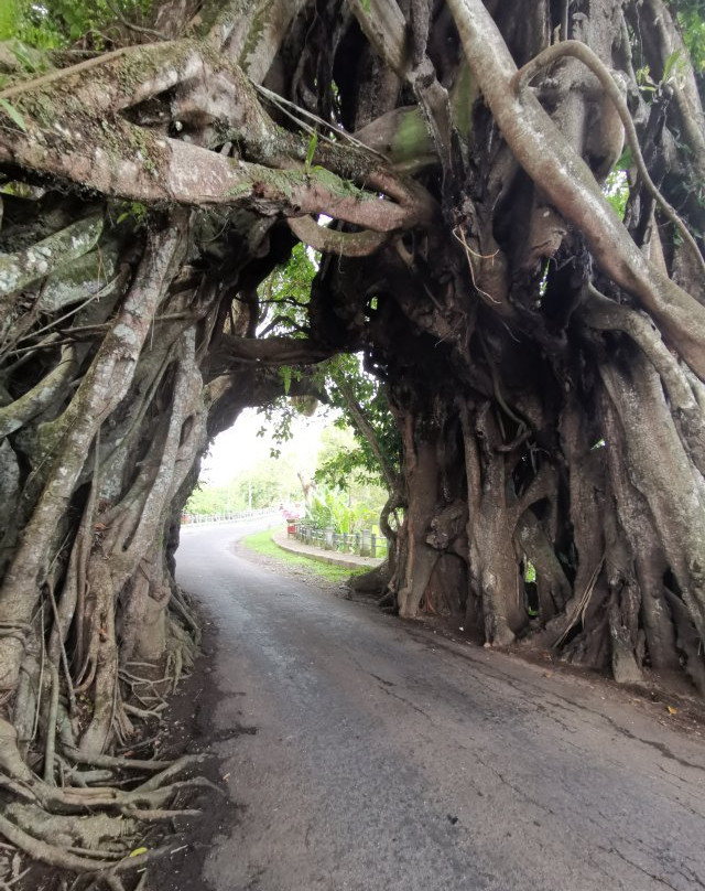 Bunut Bolong-佩库塔腾必去景点
