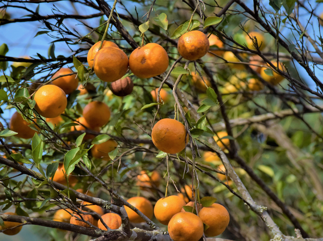 Titung Orange Grove Homestay