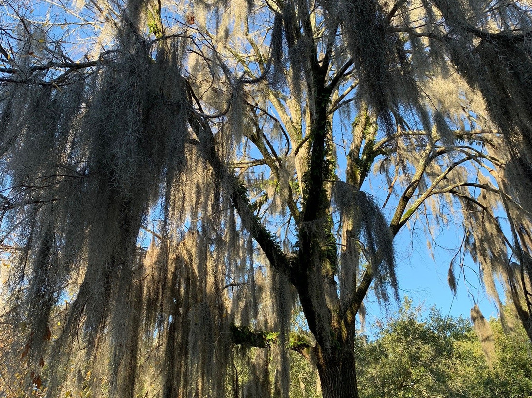 Oglethorpe Square景点图片