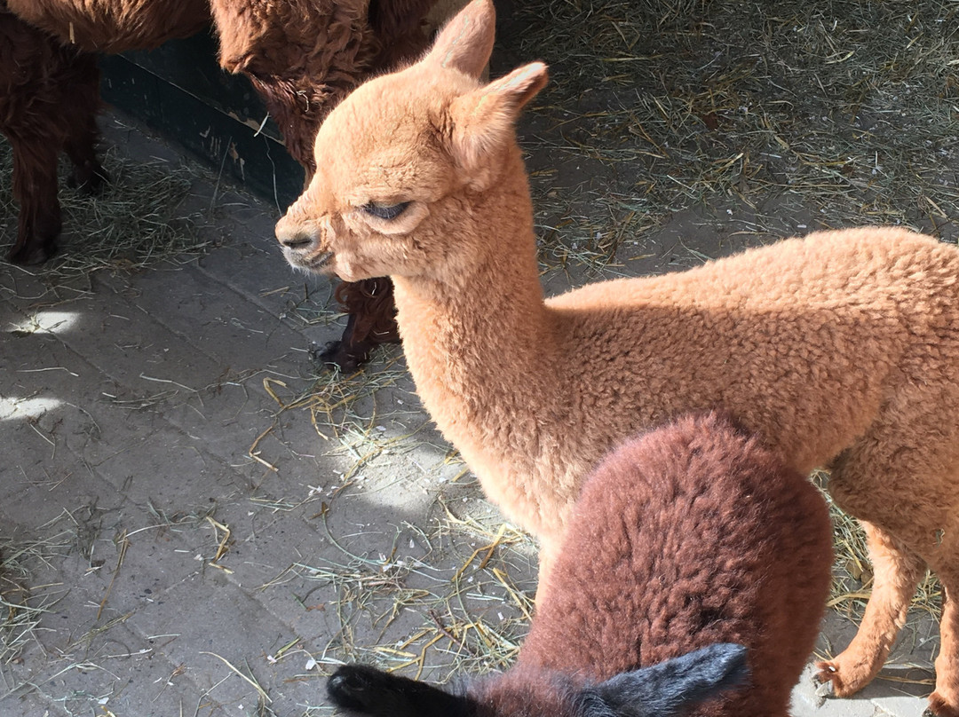 Eastland Alpacas-Mount Joy必去景点