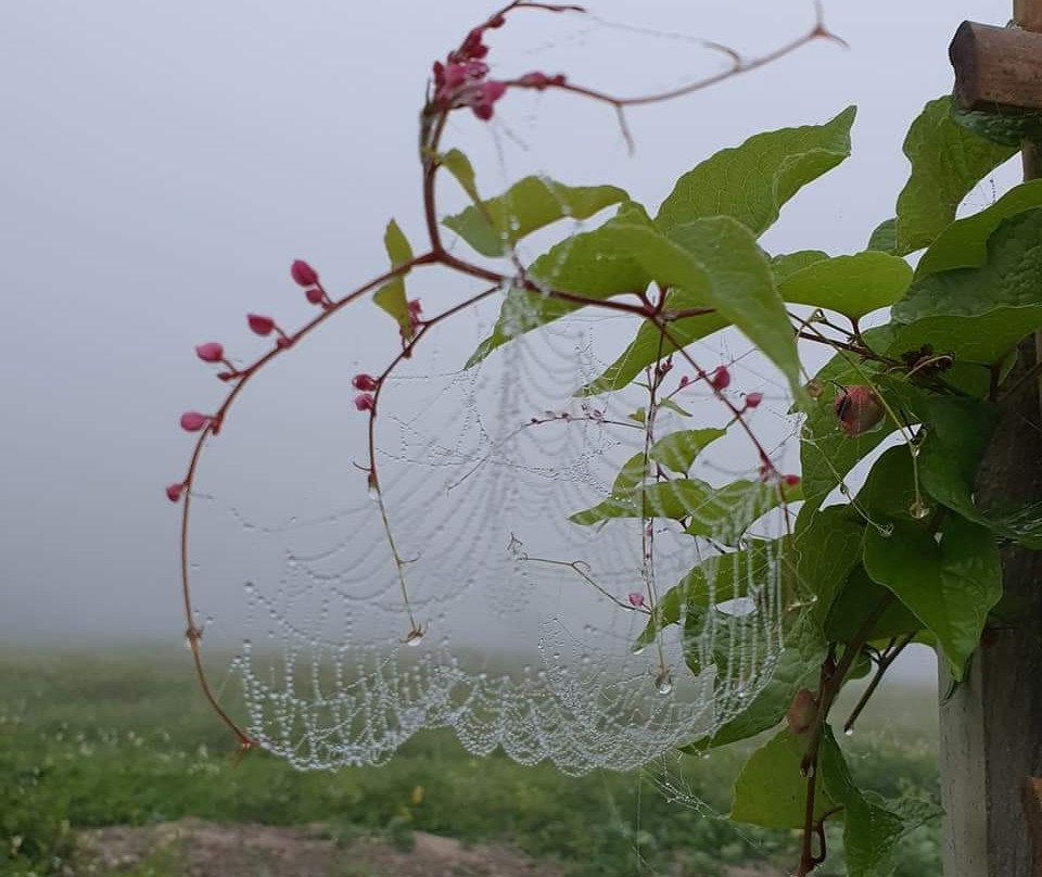 Suan Buachompoo Na Jomkiree-清佬必去景点